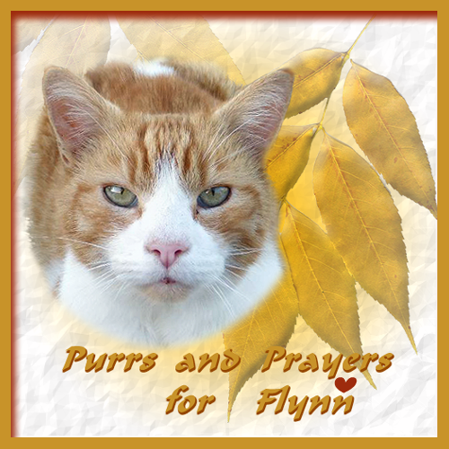 Purr for Flynn