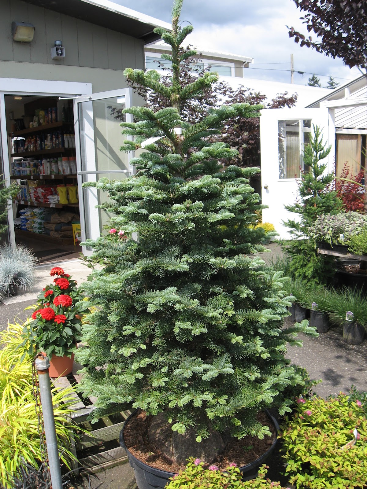 Vander Giessen Nursery Evergreens on Sale!