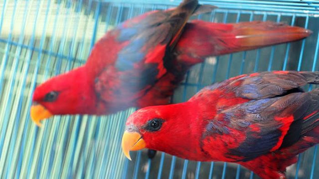Daftar Harga Burung Nuri Terbaru 2019 Abang Murai