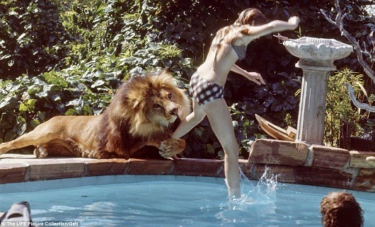 hollywood actress living lion