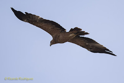 Águila imperial ibérica (Aquila adalberti)