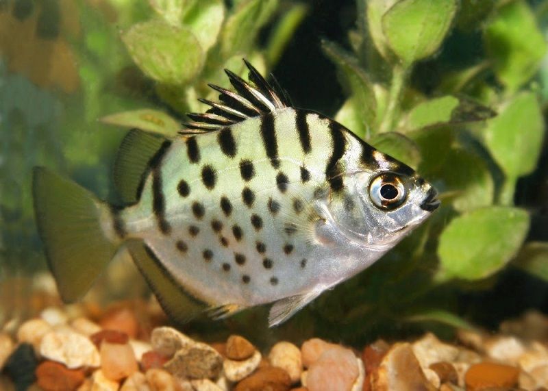 Jenis Ikan Hias Air Tawar Dan Kisaran Harganya