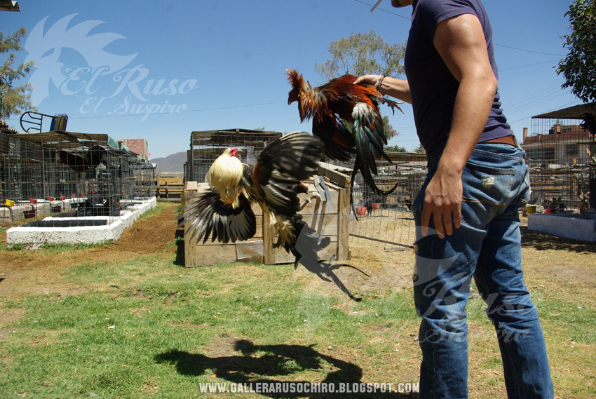 Gallera El Ruso, El Chiro Giro Albany