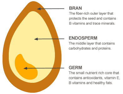 diagram of wheat kernel wiring diagram all data Wheat Diagram whole grain diagram wiring diagram all data wheat grain diagram diagram of wheat kernel