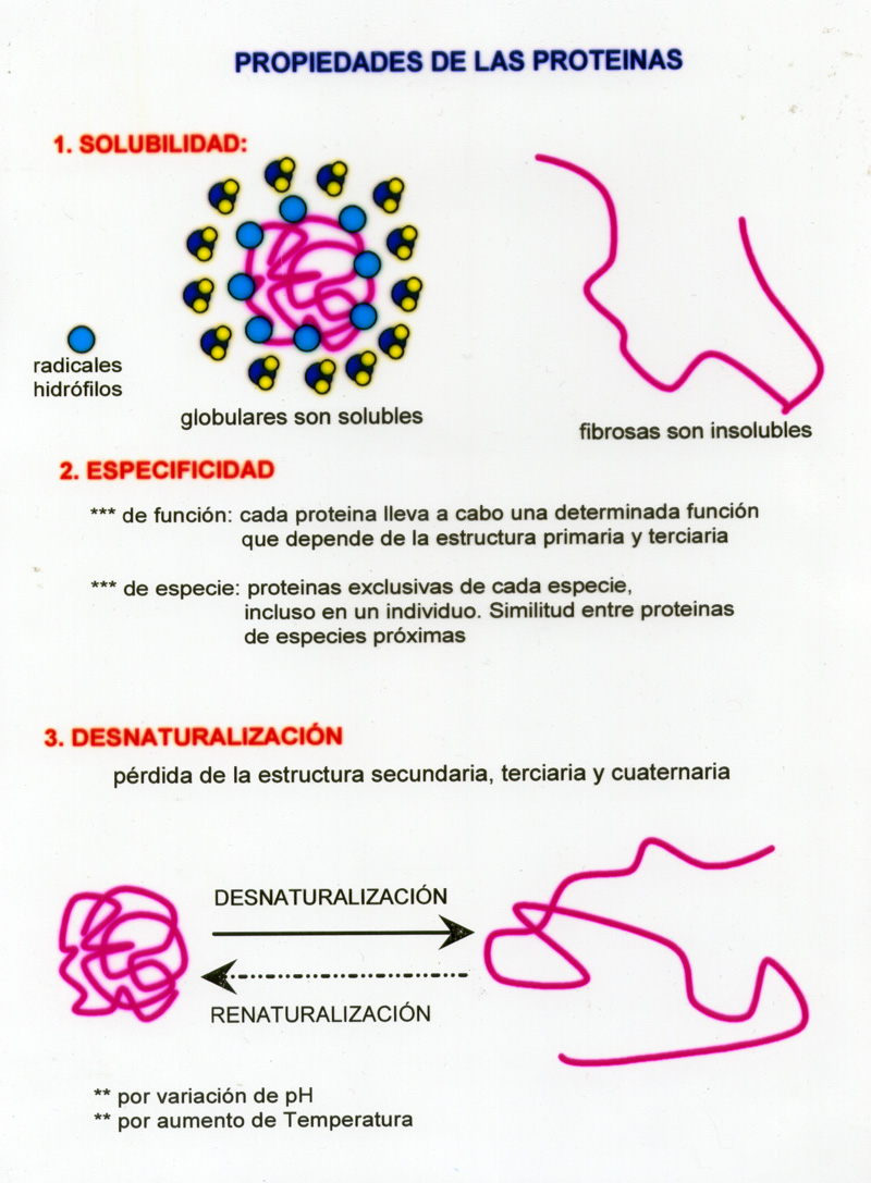 METABOLISMO DE LAS PROTEINAS CARACTERÍSTICAS Y PROPIEDADES DE LAS PROTEÍNAS METABOLISMO DE LAS PROTEINAS CARACTERÍSTICAS Y PROPIEDADES DE LAS PROTEÍNAS