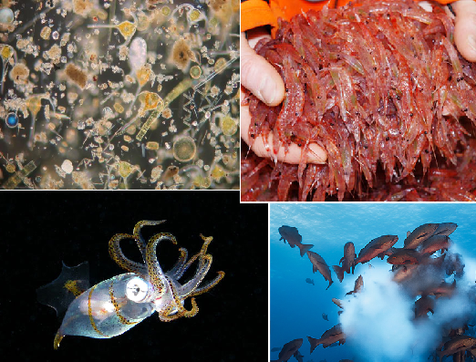 The Travels of BlueMenpachi: Shark Week! The Filter Feeders!