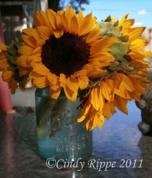 Art in Entertaining by Cindy Rippe How long does a Sunflower