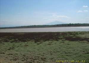 Objek Wisata Situ Cijawura - Majalengka