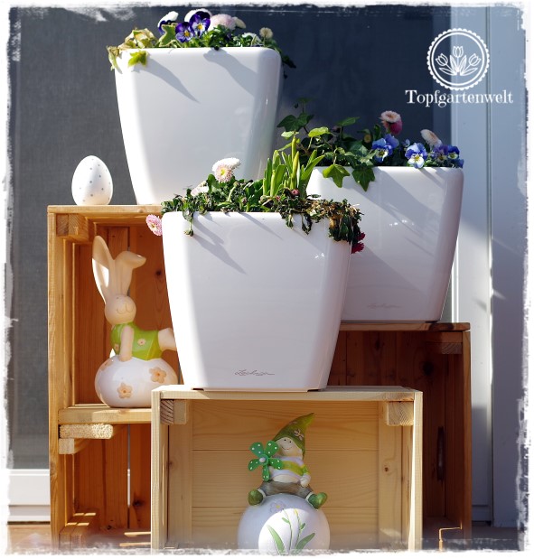 Gartenblog Topfgartenwelt Topfgarten + DIY mit Knagglig (Kiste) und Töpfen viel Platz auf kleinem Raum schaffen - Blumendeko mit Hornveilchen und Bellis passend für den Frühling und Ostern: selbstbewässernde Töpfe bepflanzt mit Frühlingsbumen