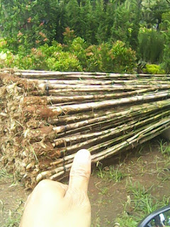 Jual Pohon Bambu Jepang | Tanaman Pagar Hidup | Jasa Tukang Taman Dbogor