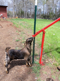 Alphie is a typical goat, curious about everything!