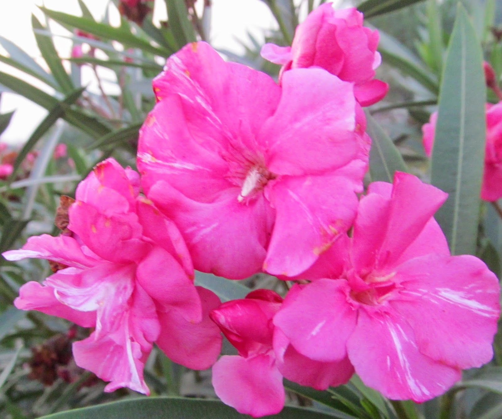 NATURAL & UNIQUE PHOTOGRAPHY: LAURIER ROSE FLOWER OR KARVEER FLOWER