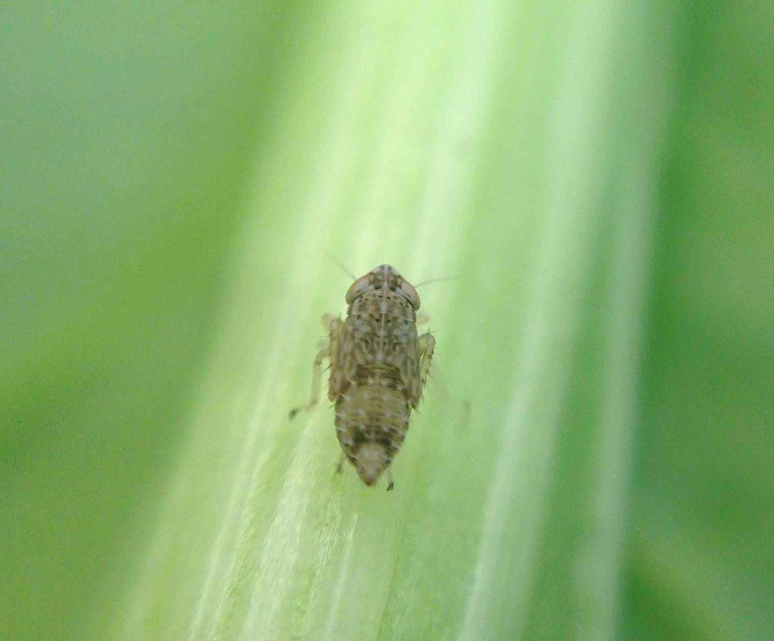 The Insect Diary: Common Brown Leafhopper: Orosius orientalis