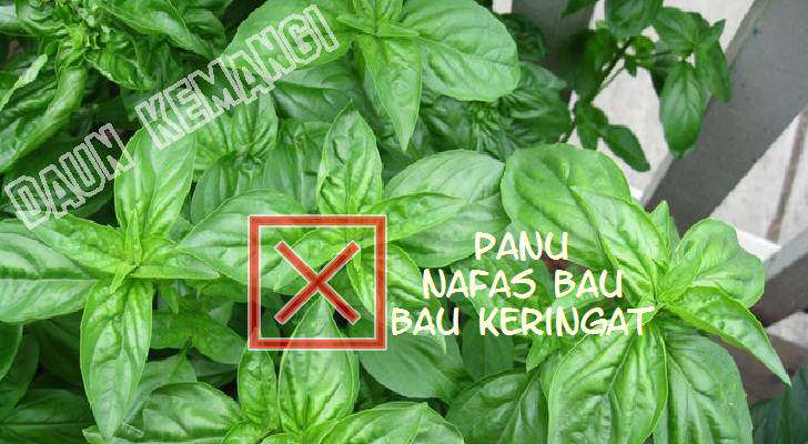 inilah Manfaat Dan Khasiat Daun Kemangi Yang Tidak Terduga inilah Manfaat Dan Khasiat Daun Kemangi Yang Tidak Terduga