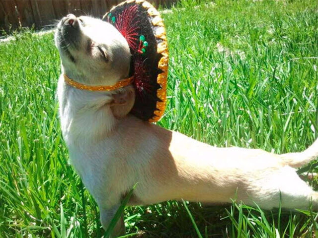 Quem disse que os animais não sorriem? Observe-os e deixe-se contagiar elfandarilha