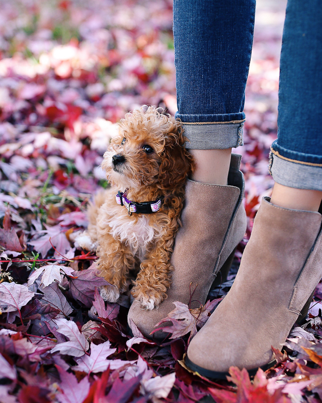 Southern Curls & Pearls Friday Favorites New Puppy