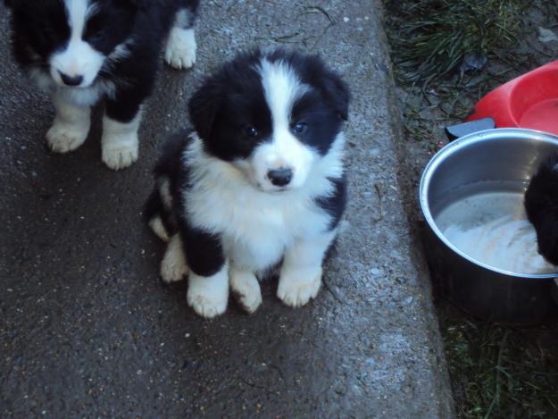 Cute Puppy Dogs cute border collie puppies