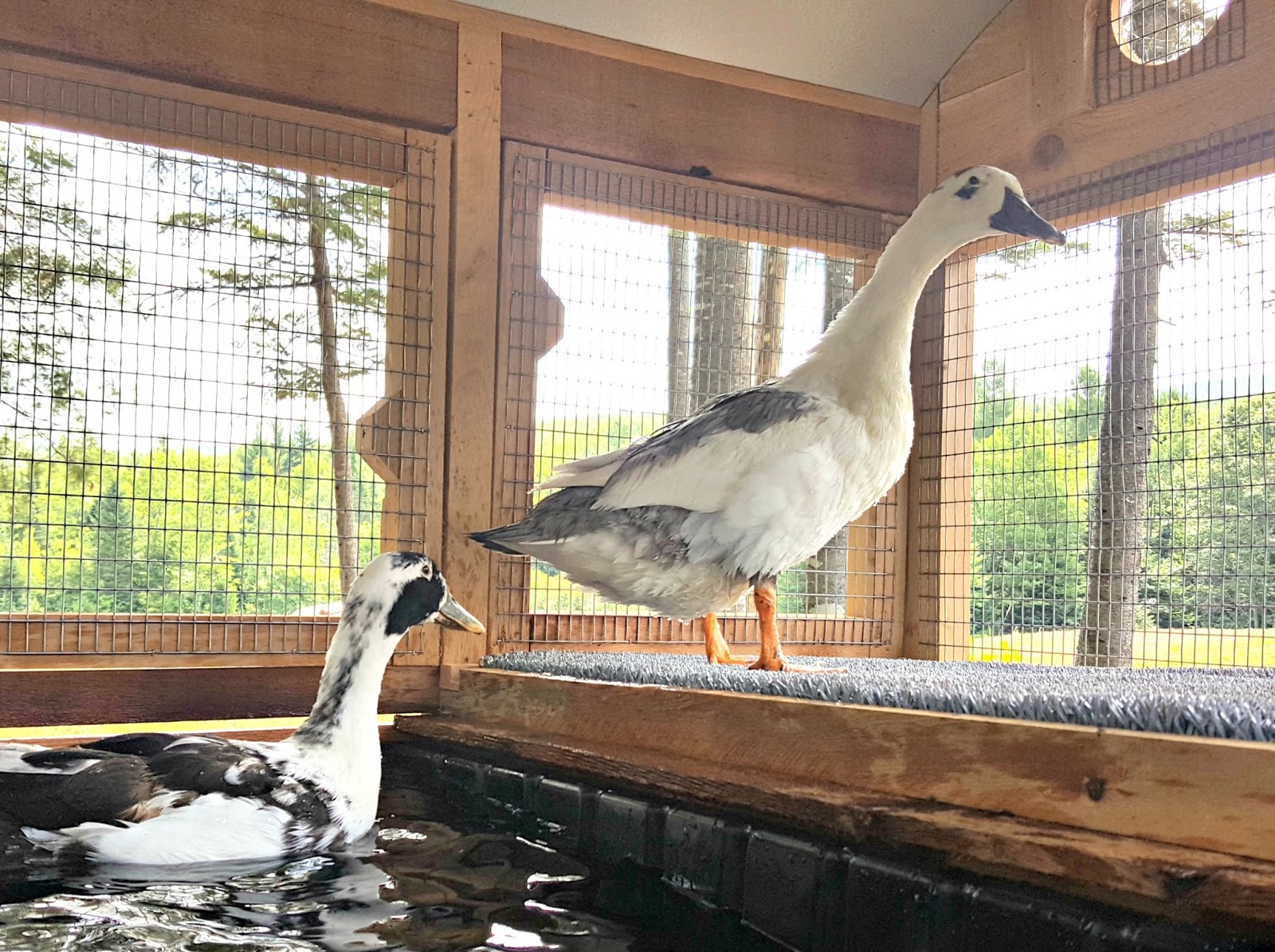 Introducing the Urban Coop Company Round Top Duck House Fresh Eggs