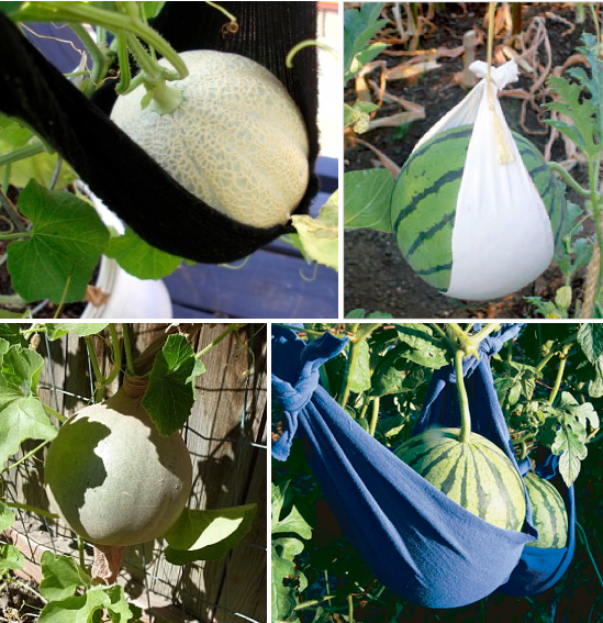 How to Grow Melon and Cantaloupe, Growing Your Own Melons at Home