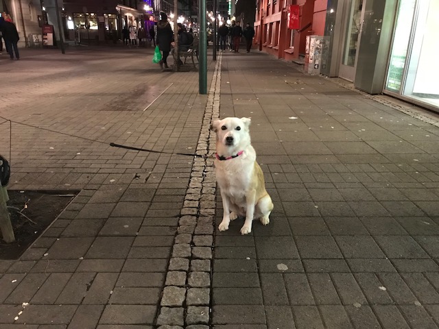 アイスランドの首都レイキャビックで見たお散歩中の犬　かわいい