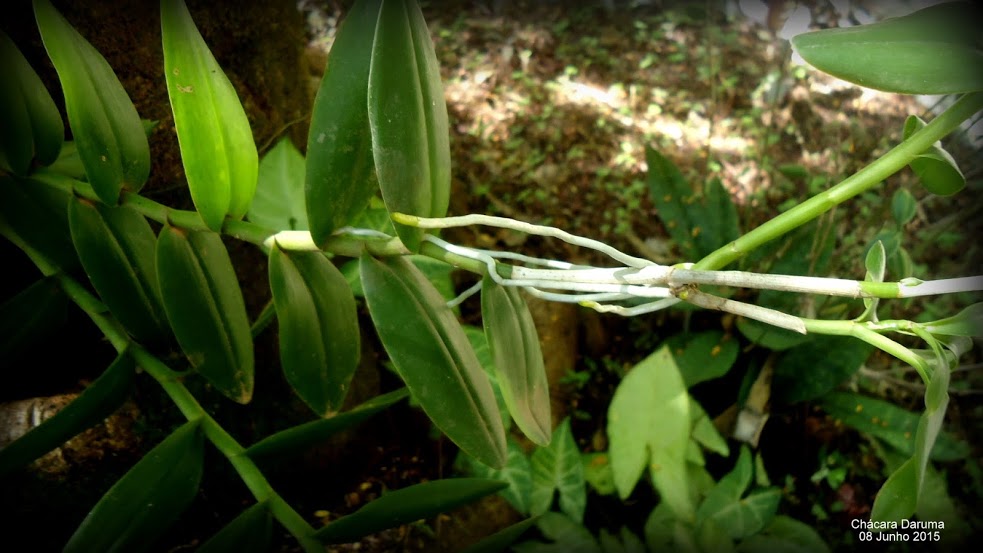 Meu Cantinho Verde: ORQUÍDEA-CRUCIFIXO, ORQUÍDEA-ESTRELA-DE-FOGO - (  Epidendrum radicans )
