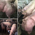 Εικόνες-σοκ με υπερφυσικά μεταλλαγμένα γουρούνια σε φάρμα στην Ασία !