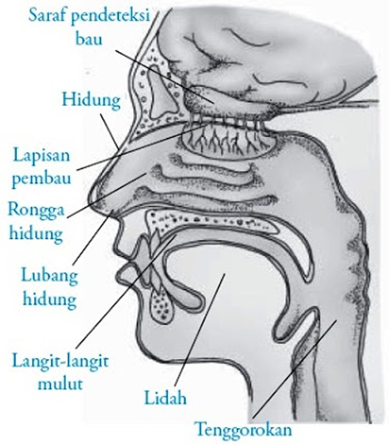 Struktur Hidung Manusia | Materi dan Soal Biologi