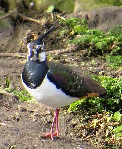 Lapwing