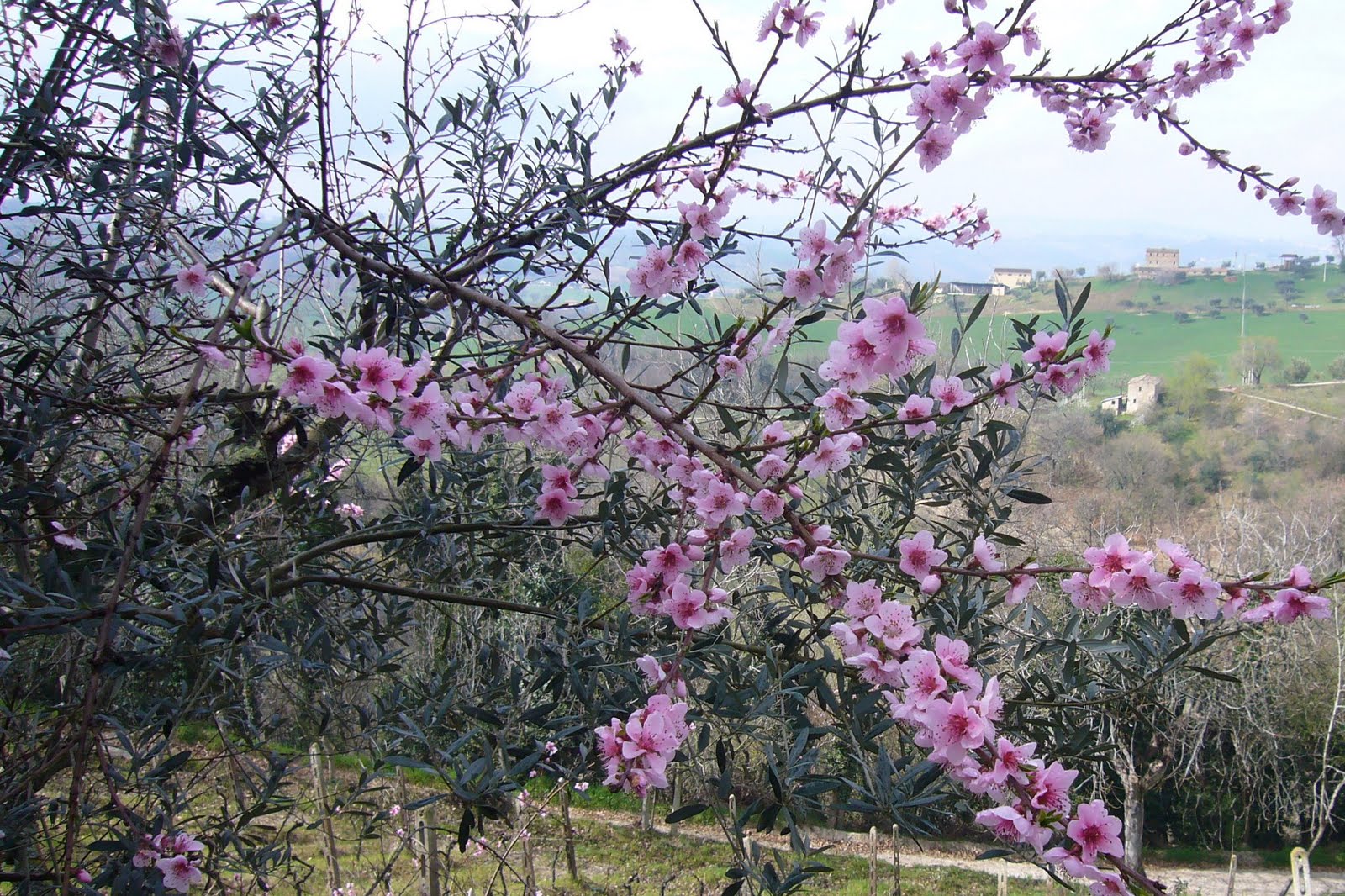 OLIVE PICKING: Peach Blossom In An Olive Tree