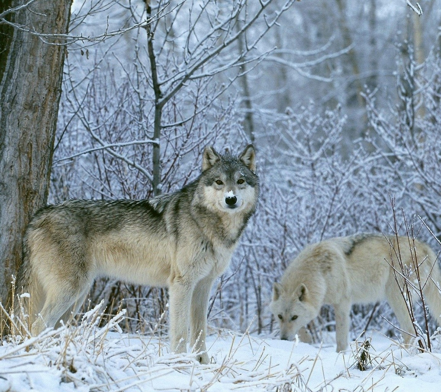 http://4.bp.blogspot.com/-9cBOsZVbJHU/UaK1O3uejpI/AAAAAAAARtY/h9Dz73DNDIA/s1600/-Animals-Wild-Animals-Wolves-Fresh-New-Hd-Wallpaper--.jpg
