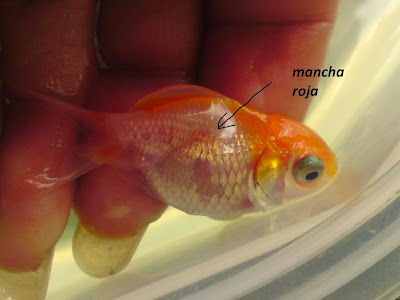 Bacterias comunes para peces de estanque Bacterias comunes para peces de estanque