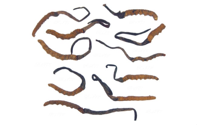 Il Fungo Terapeutico Cordyceps Sinensis Proprieta Utilizzo E Controindicazioni Luca Avoledo Salute Alimentazione E Rimedi Naturali