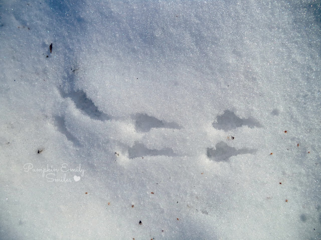 Bird tracks in the snow