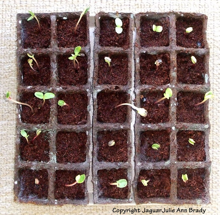 Julie Ann Brady Blog On Nurturing Sunflower Seedlings for a Flower