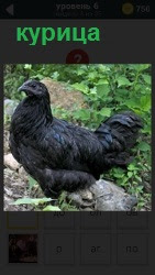 Черная курица стоит на камне  в середине тропинки молча смотрит перед собой