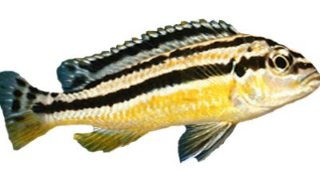 Ikan Hias Murah Cantik Untuk Akuarium Jenis African Cichlid