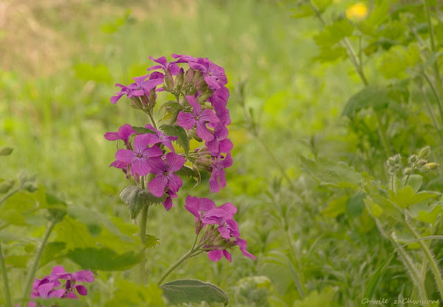 Miesiącznica roczna (Lunaria annua)