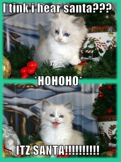 Kitty - Before And After Santa - HO HO HO