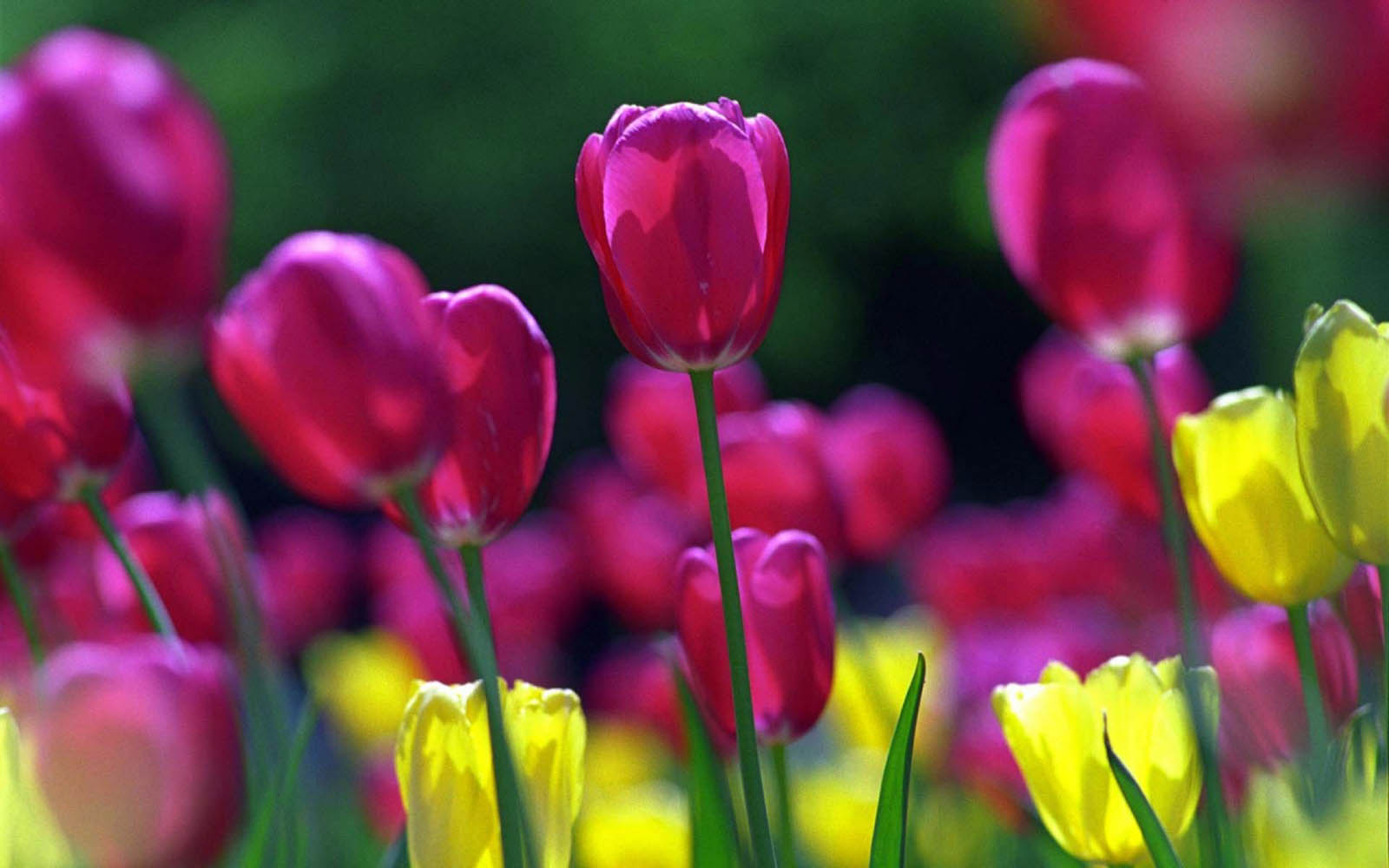 Spring Flower Wallpaper