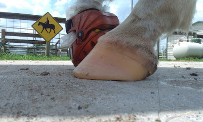 Healthy hooves for a healthy horse, after thrush treatment, corrective trim corrective trimming, correcting long toe low heel, hoof bruising