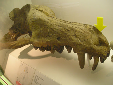 Andrewsarchus skull