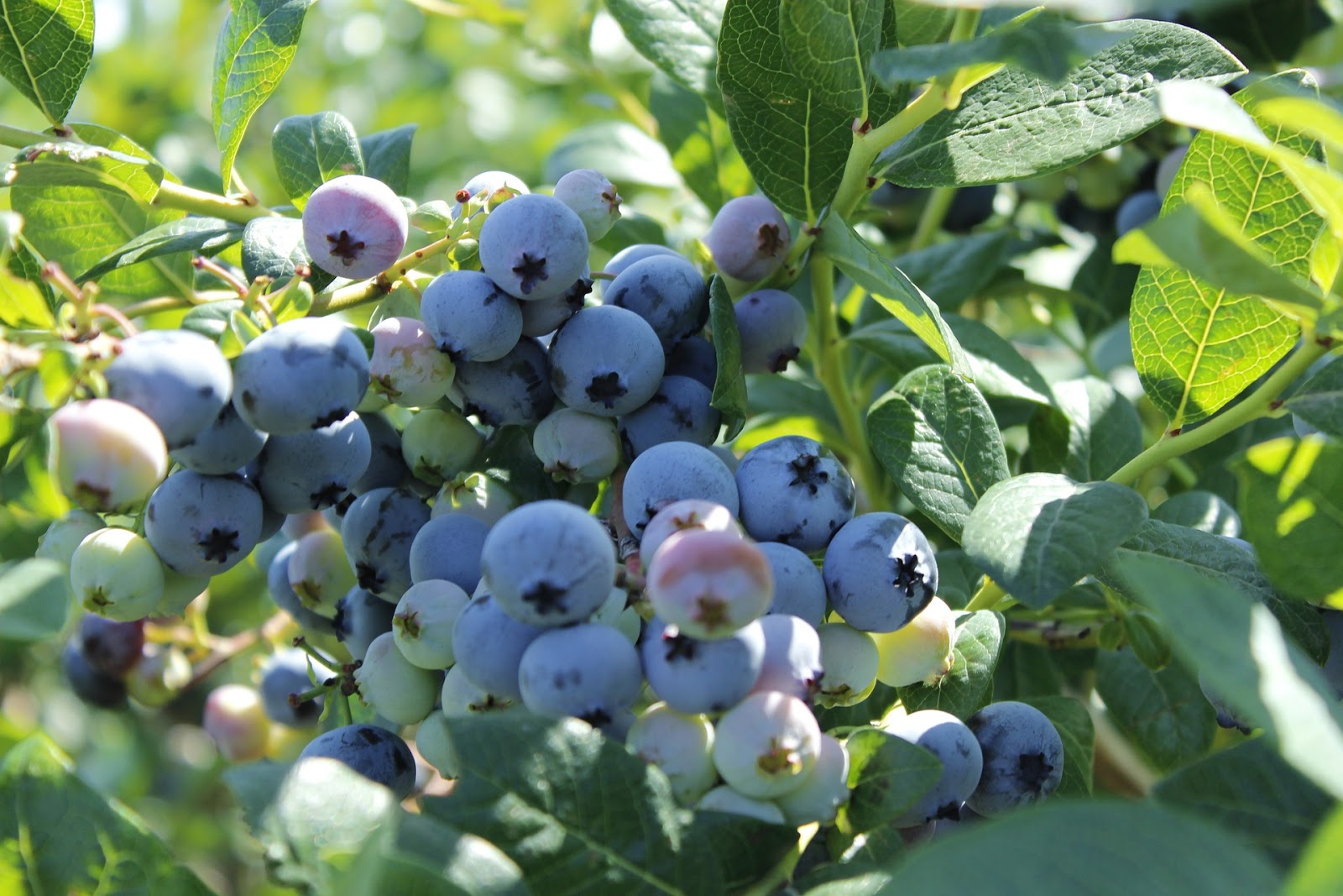 It&amp;#39;s National Blueberry Month All Around the World
