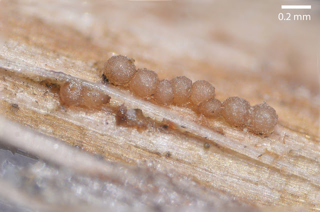 Hydropisphaera erubescens