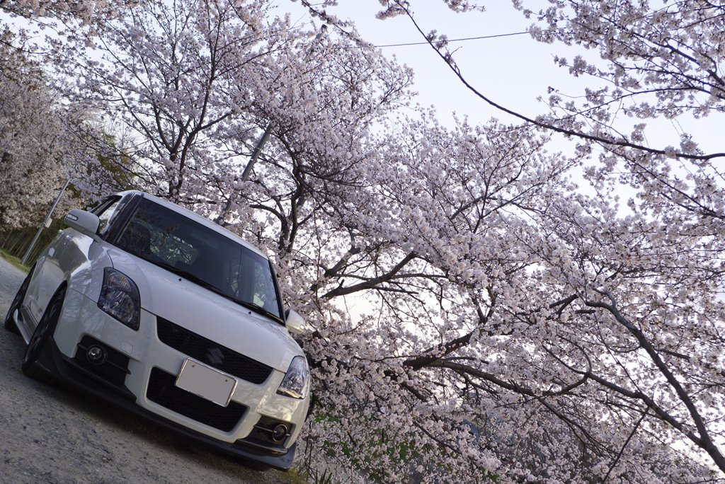 The story of Koh -Swift-: Suzuki Swift Sport with Sakura