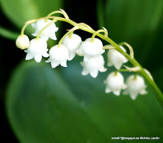 Lily Of The Valley Photo
