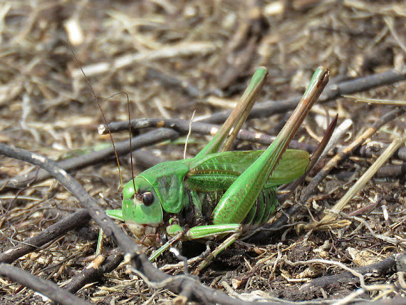 Pasikonik zielony (Tettigonia viridissima)