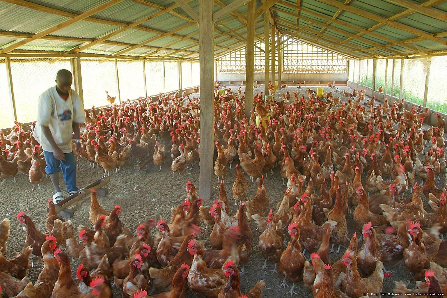 How to Start Poultry Farming in Nigeria - Best Guide | WealthResult ...