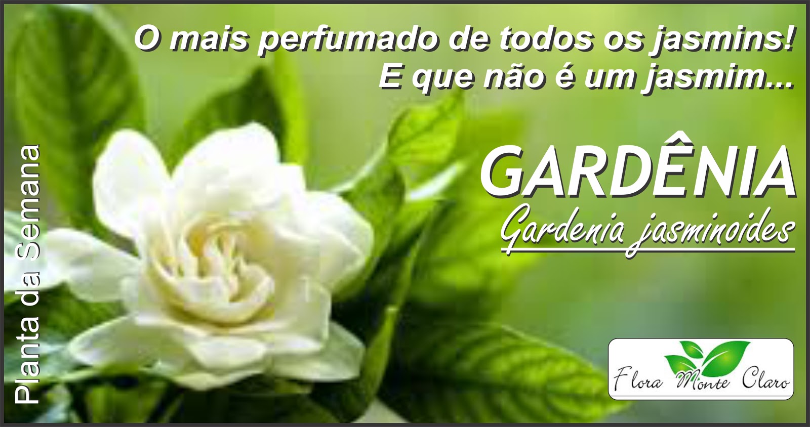 Planta da semana: Gardênia - Gardenia jasminoides