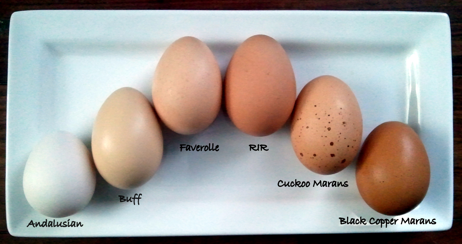 Egg Size Comparison Chart