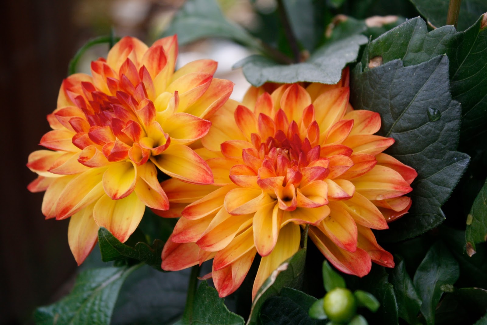 Garden flowers that bloom in june at santos long blog